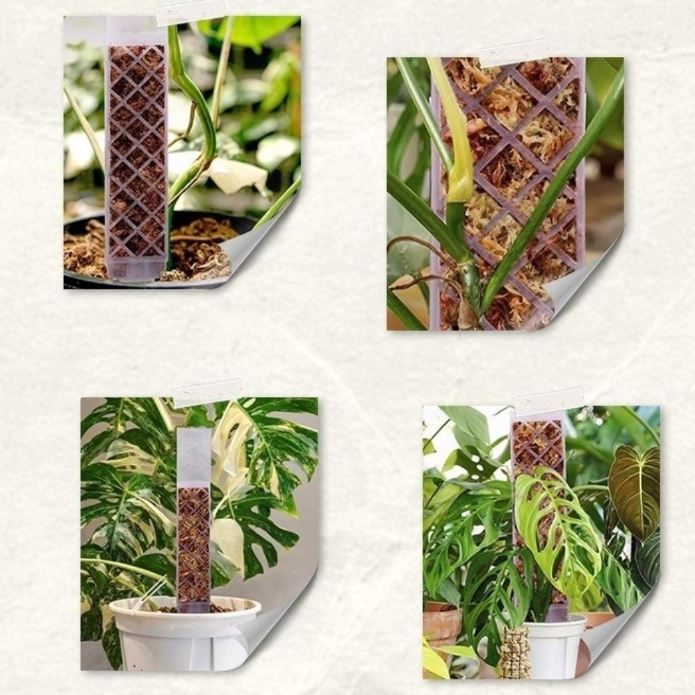 Penyangga Tanaman Otomatis Ben - Sphagnum Moss Dry ulasan dan harga