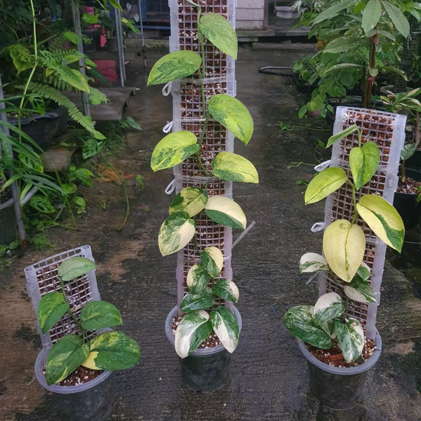 Braket Tanaman Hijau Plastik B - Sphagnum Moss Dry ulasan dan harga